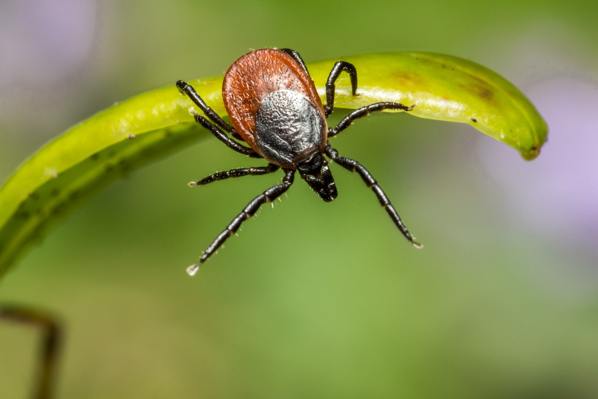 The Ick in T-I-C-K: How To Protect Yourself and Combat The Season Of Ticks