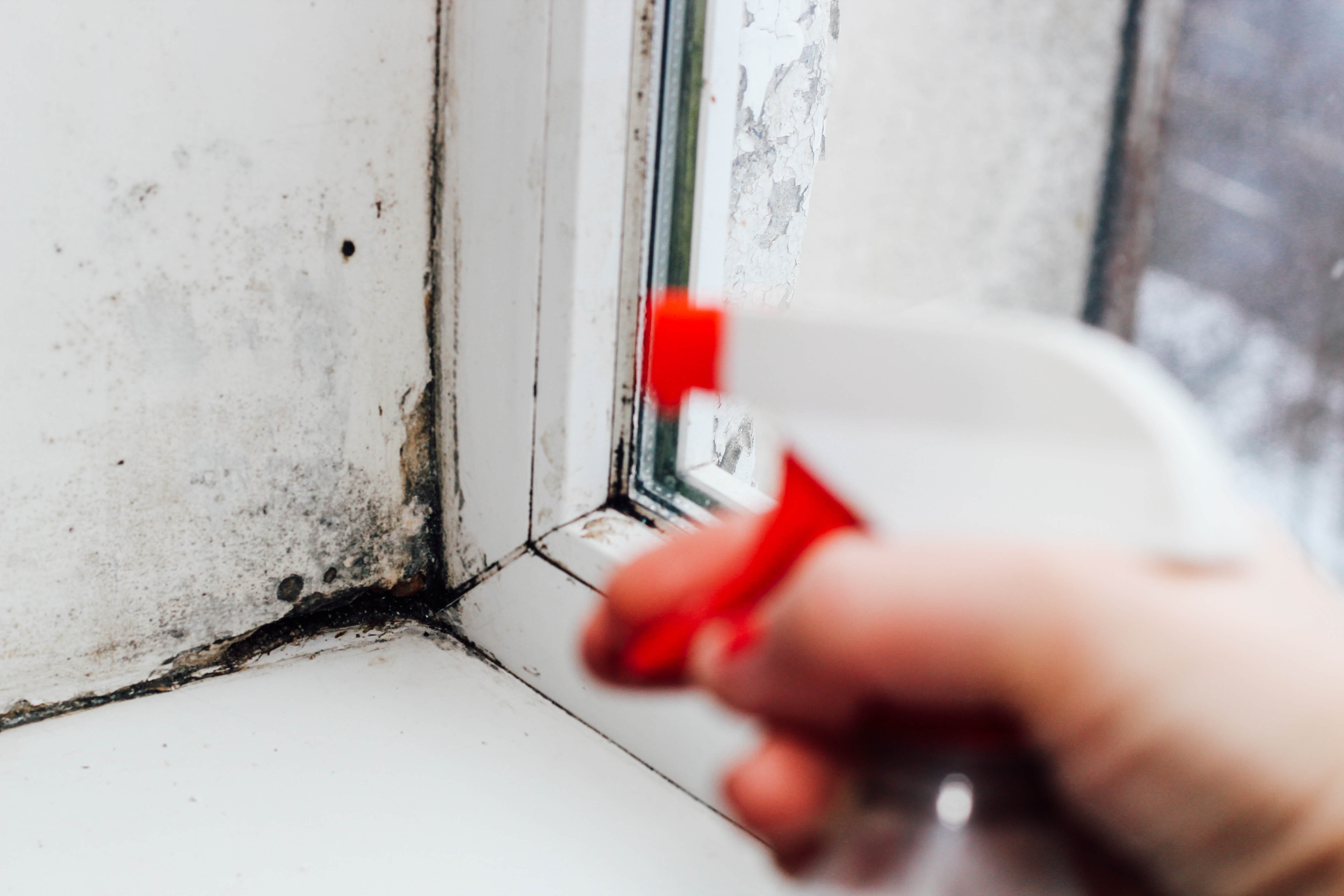 Intruder Alert: The Creeper That Is Mold