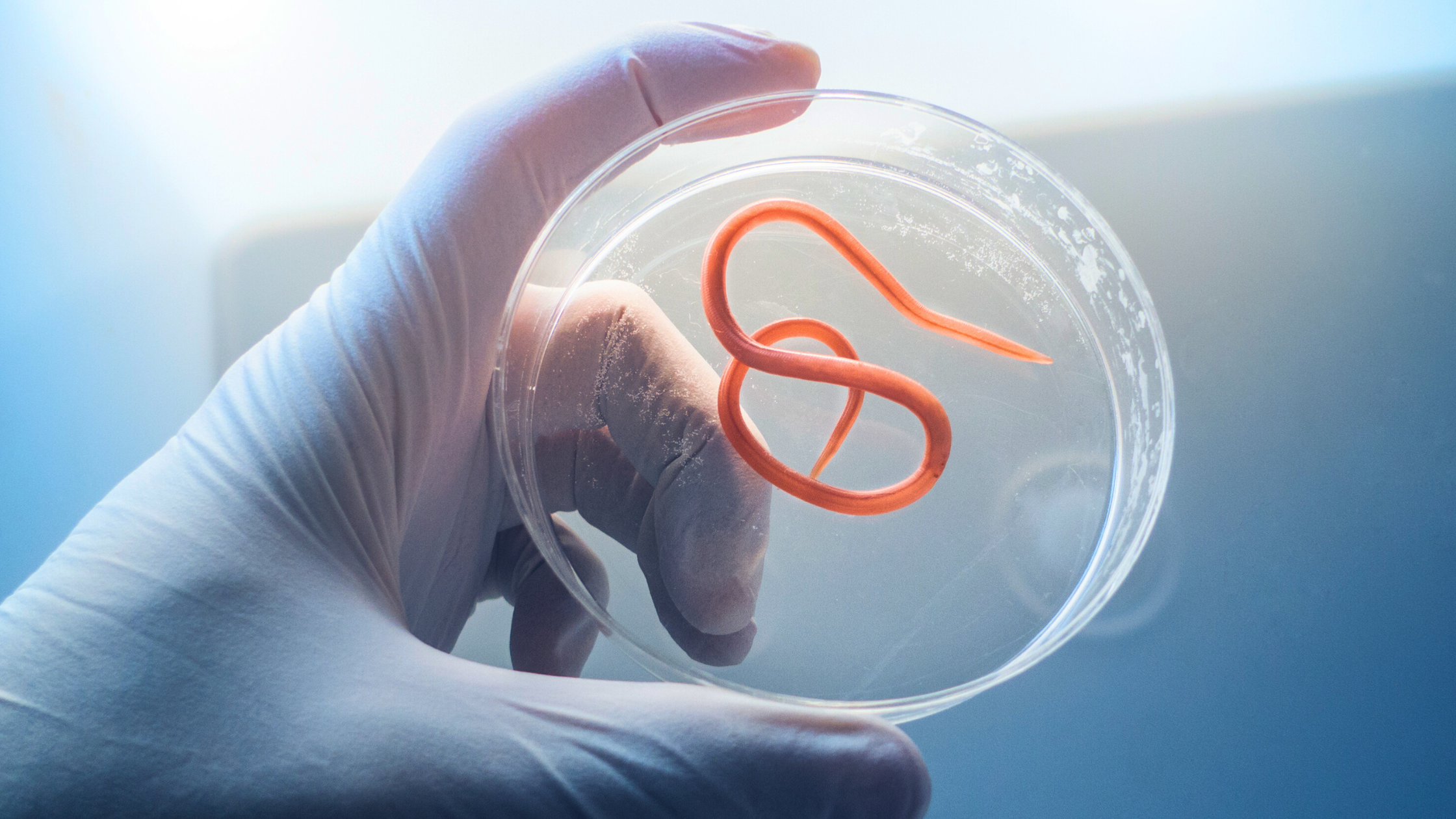 parasite worm in dish held by scientist